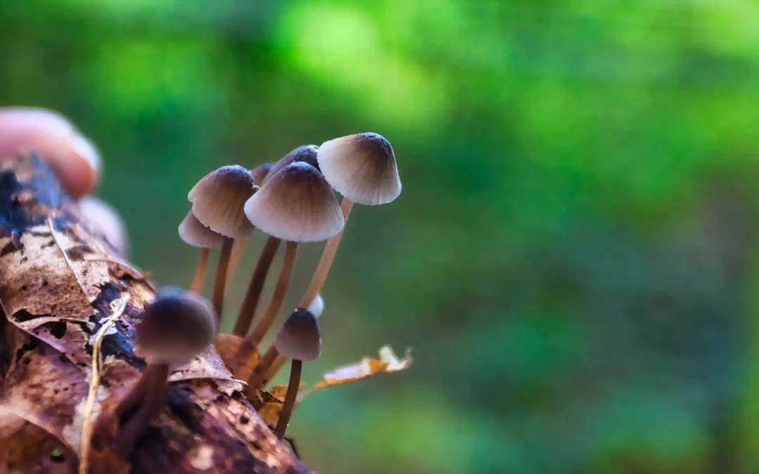 Impact Story: Heroic Hearts Project